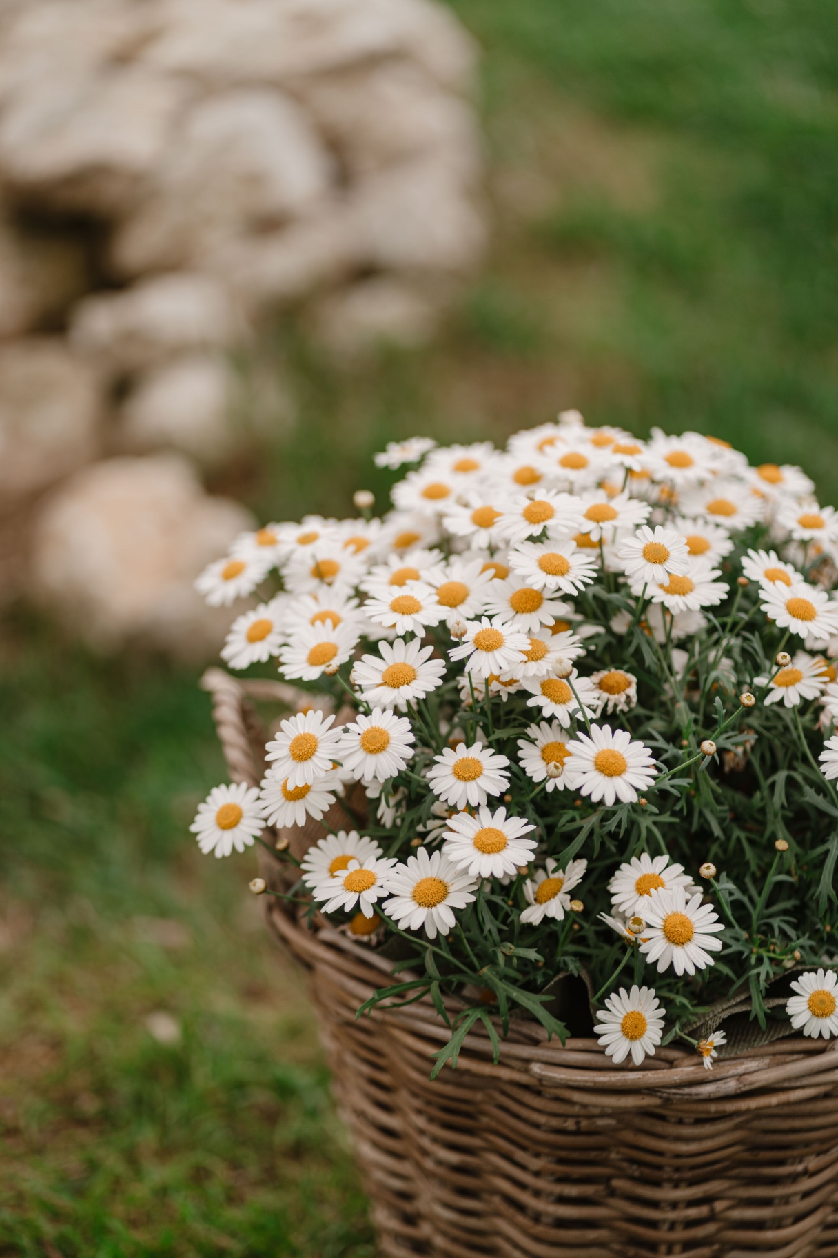 Cesta di margherite per allestimento garden